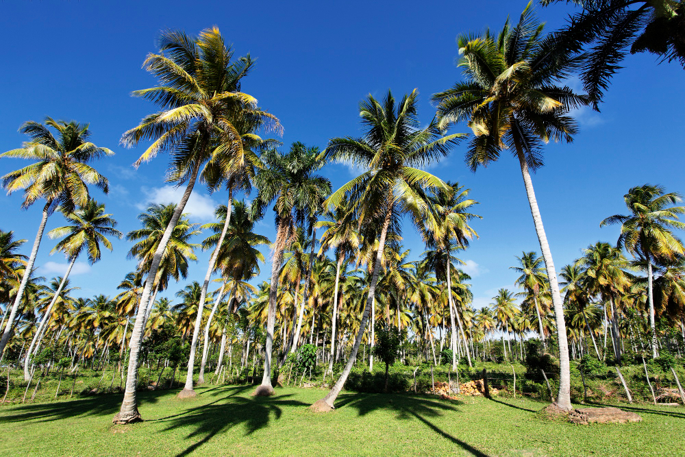 Palm harvest